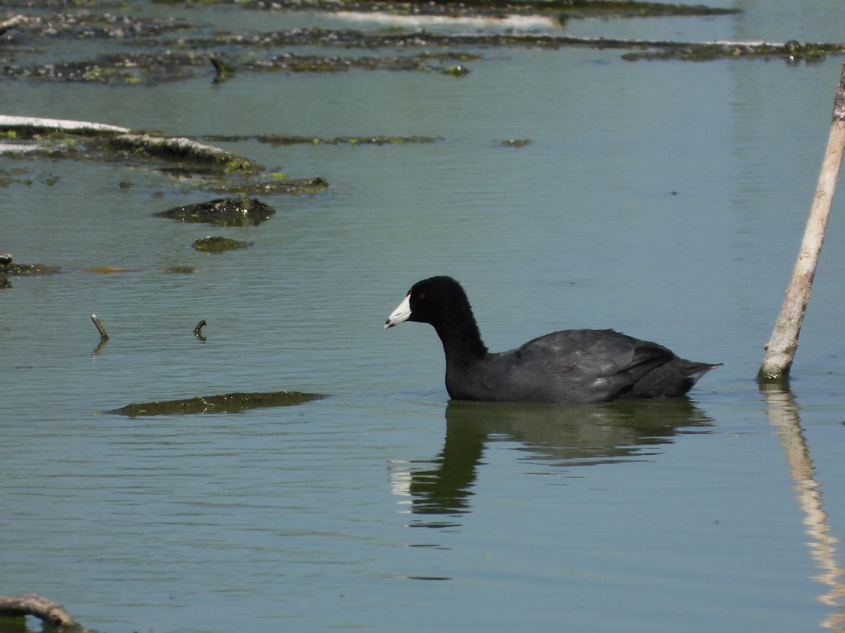 American Coot - ML462551631