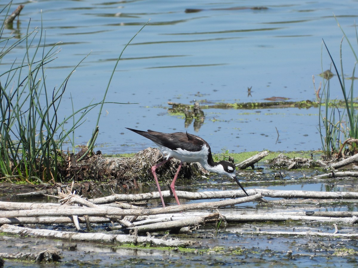 Black-necked Stilt - ML462551741