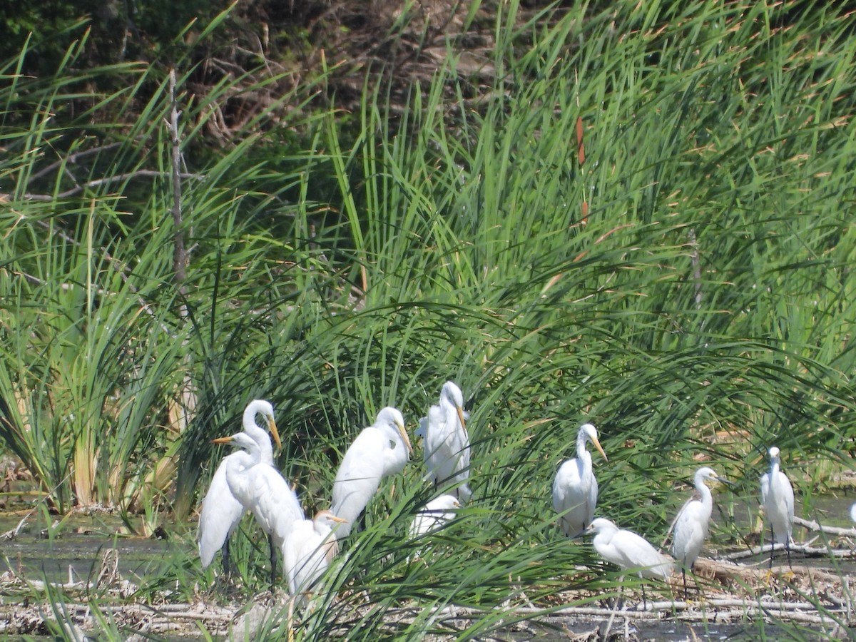 Western Cattle Egret - ML462551891