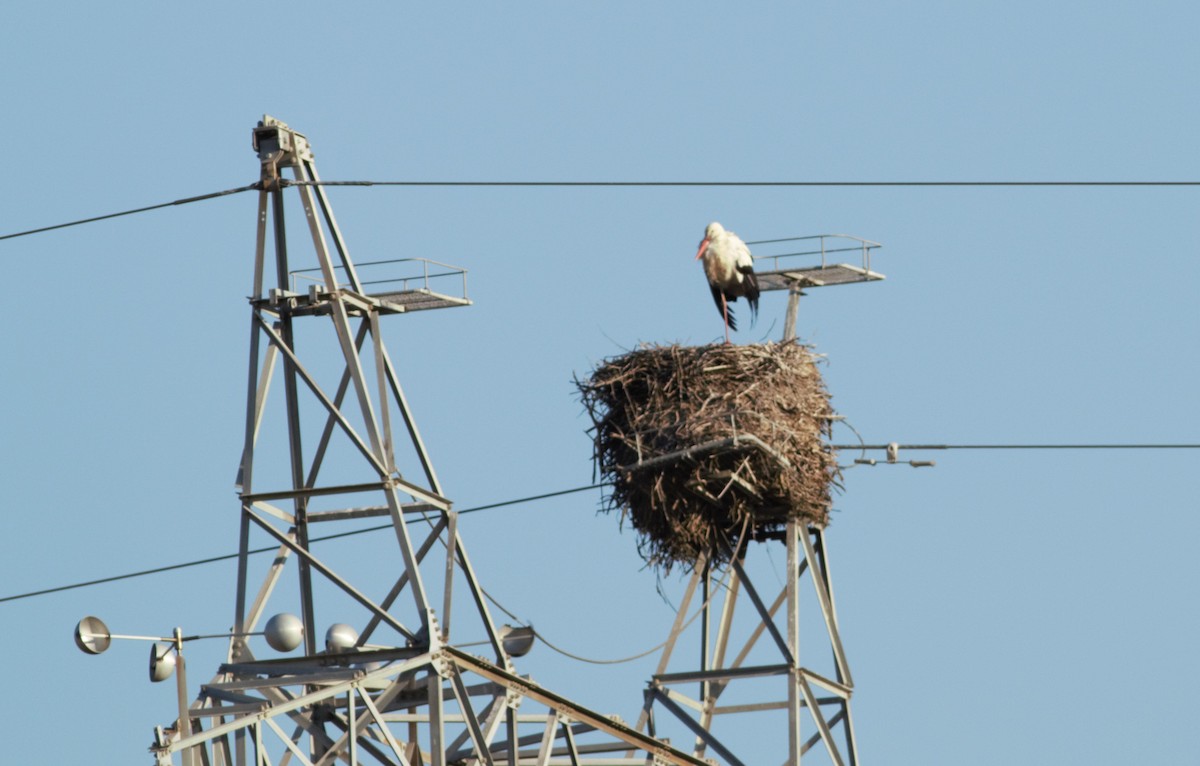 White Stork - ML46255191