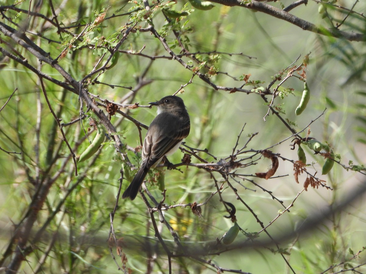 Eastern Phoebe - ML462551971