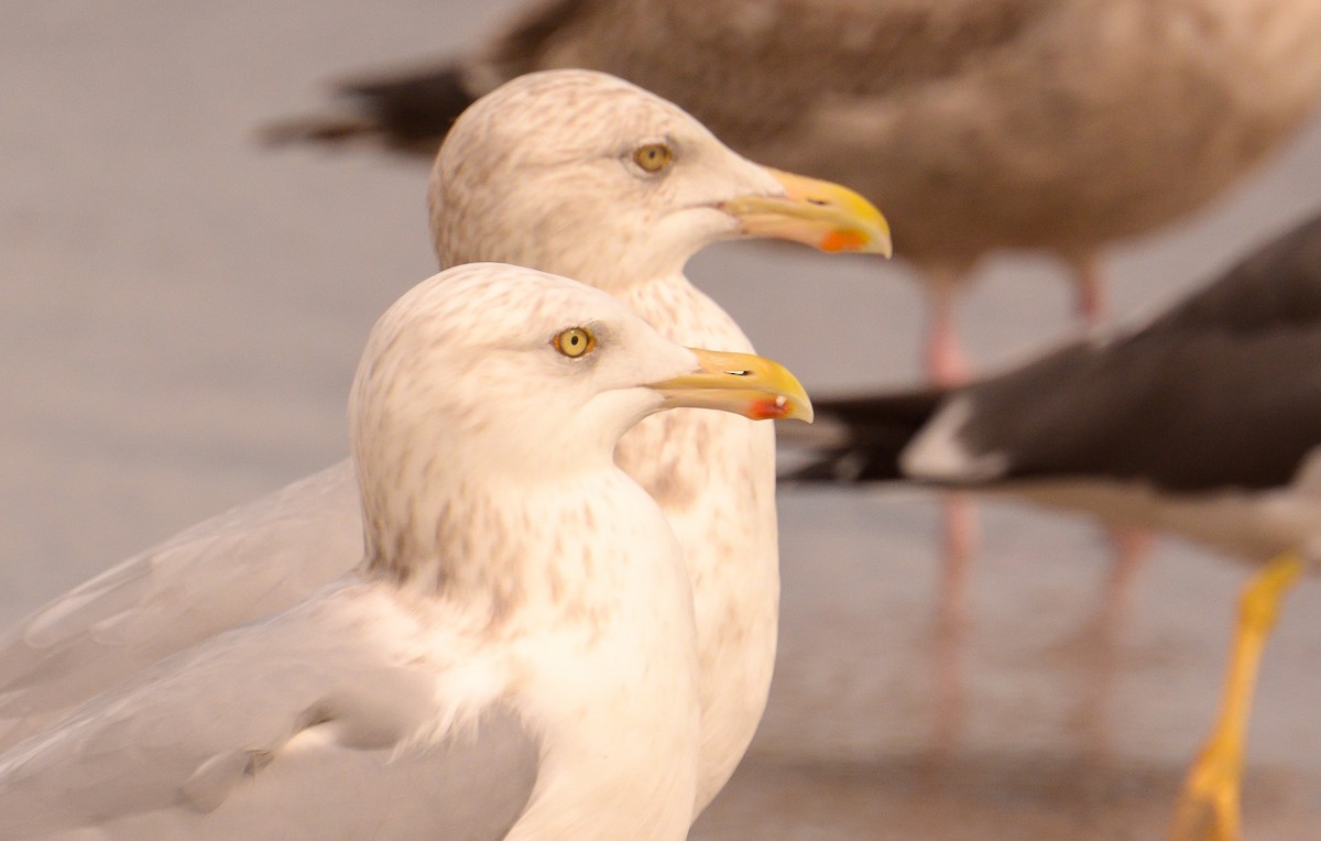 Herring Gull (American) - John Sutton