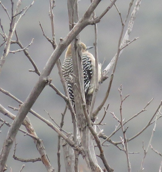Gila Woodpecker - ML46255241