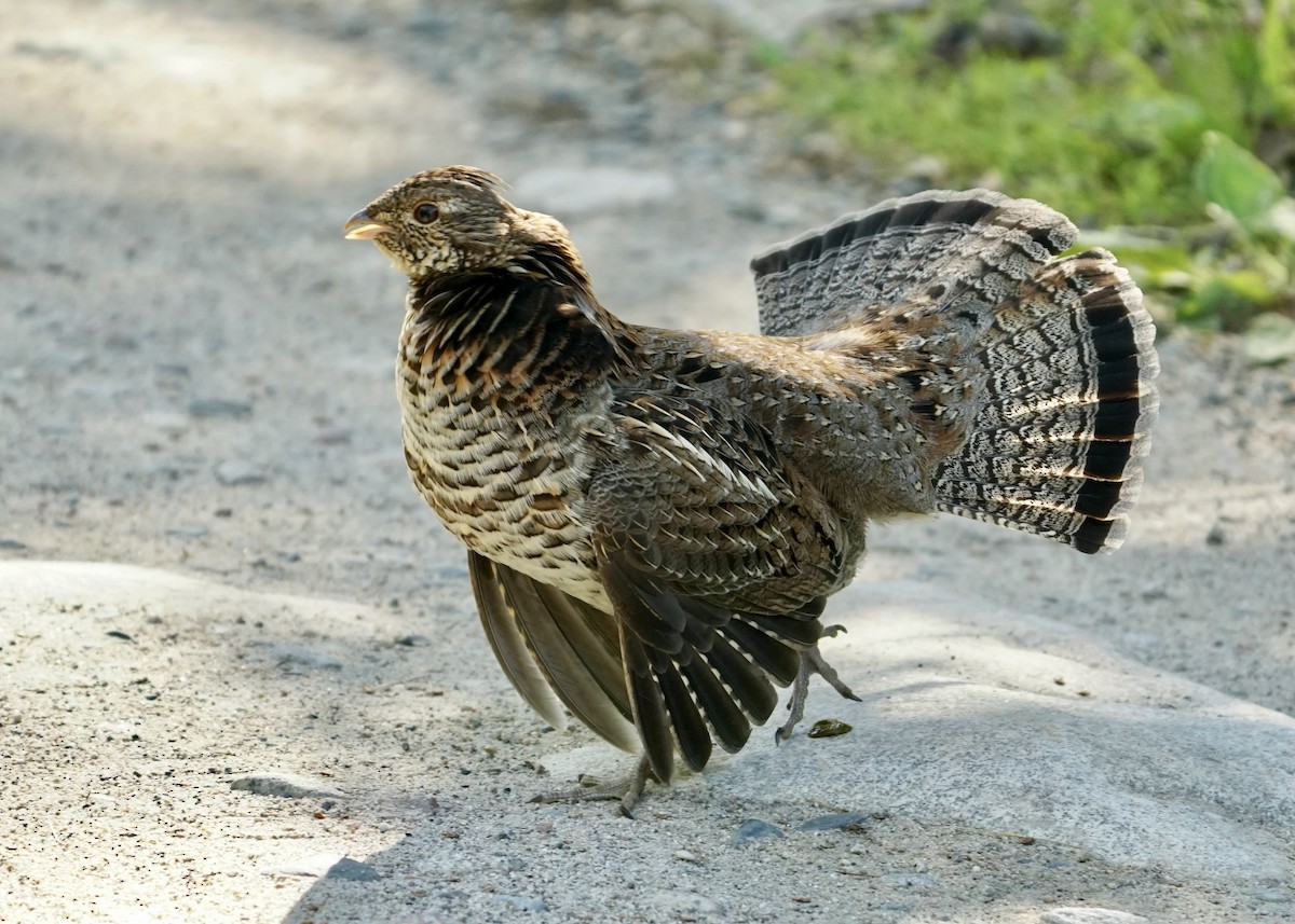 Ruffed Grouse - Karen Carpenter