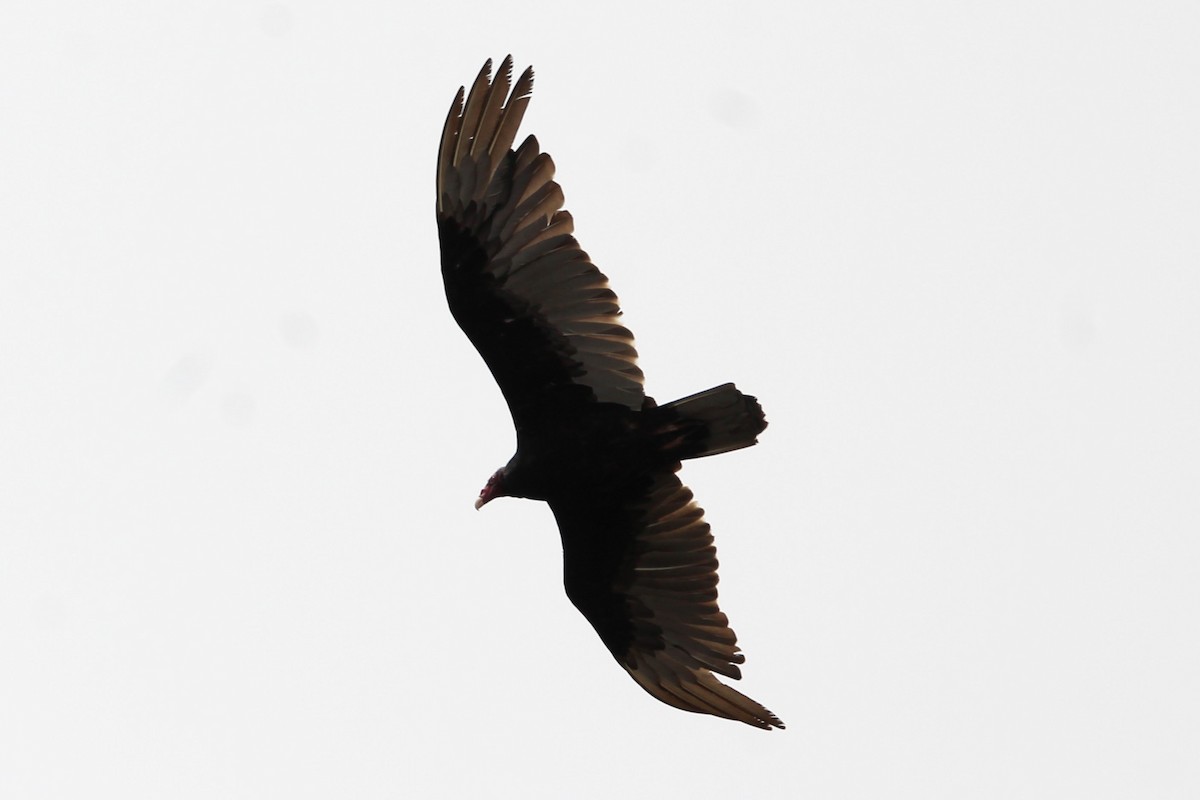 Turkey Vulture - ML462553281