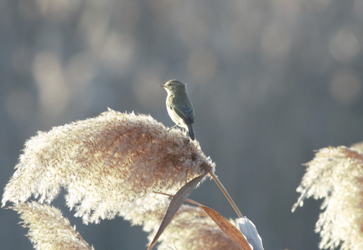 Common Chiffchaff - Alexandre Hespanhol Leitão