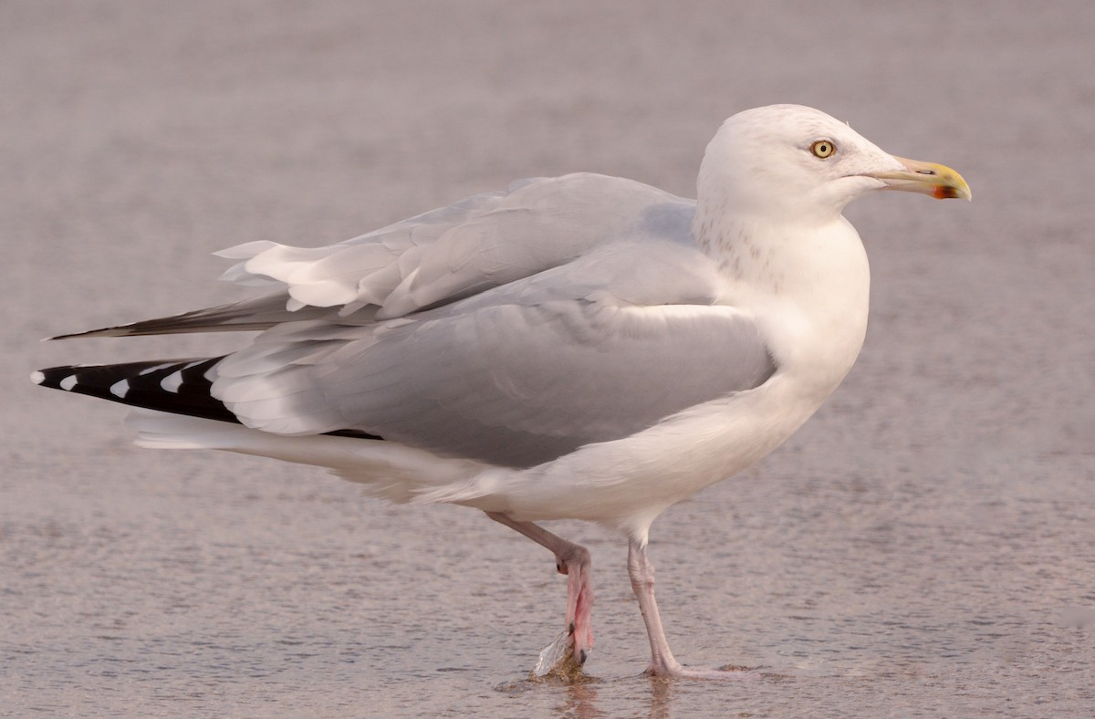 Herring Gull - ML46255351