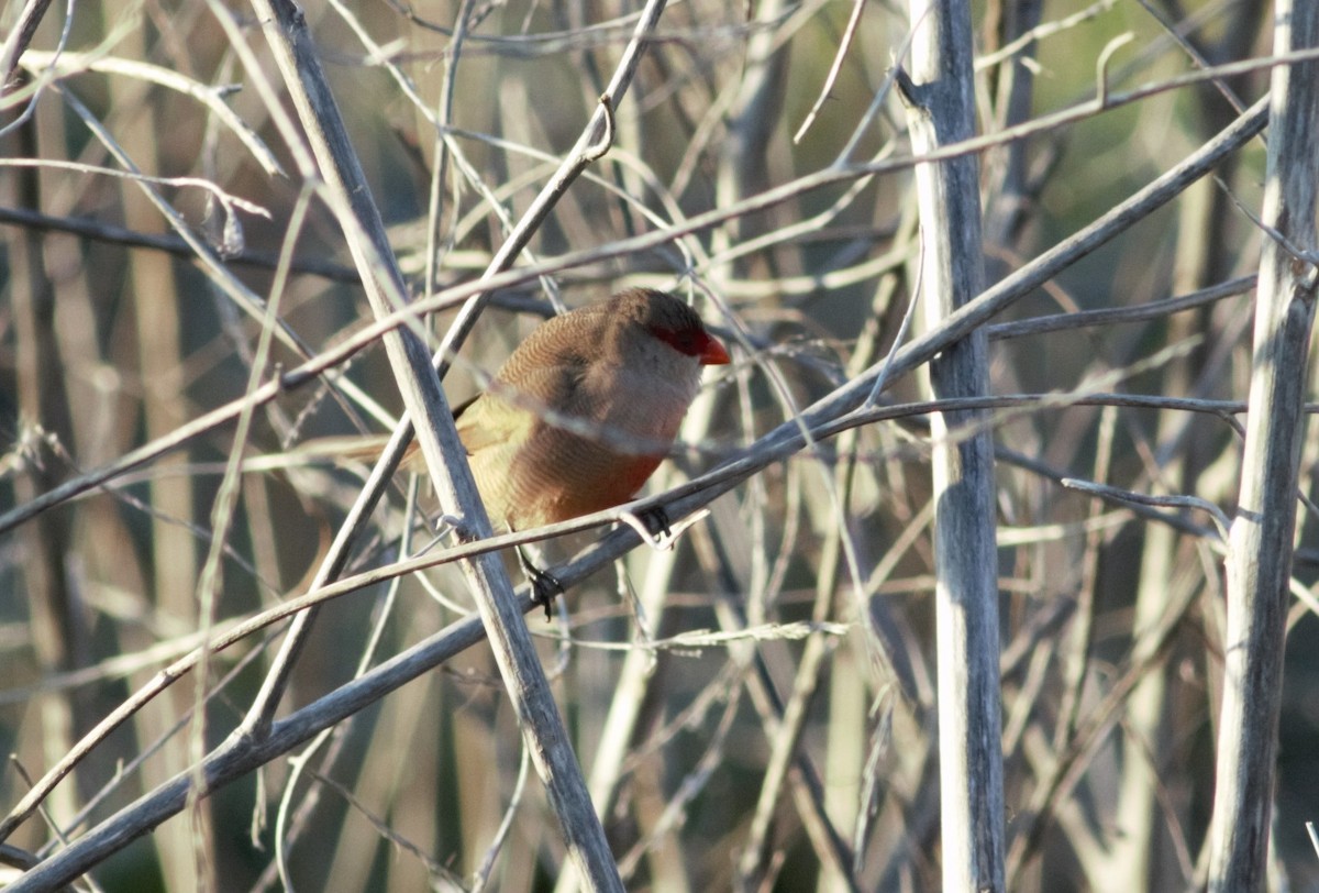 Common Waxbill - ML46255371