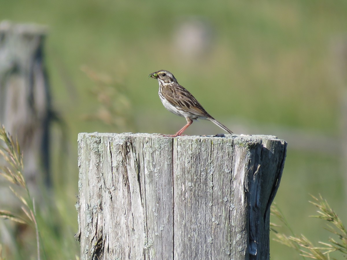 Savannah Sparrow - Chelsea Carroll