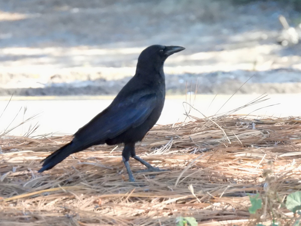 Ворона американська - ML462553881