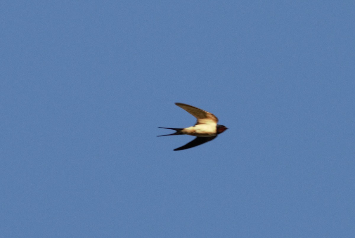 Barn Swallow - ML46255411