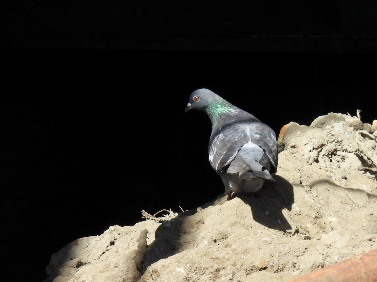 Rock Pigeon (Feral Pigeon) - ML462554831