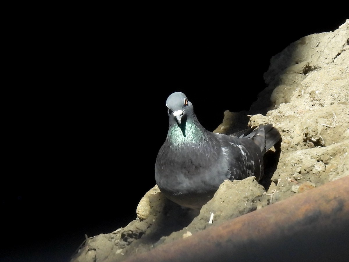 Rock Pigeon (Feral Pigeon) - ML462554841