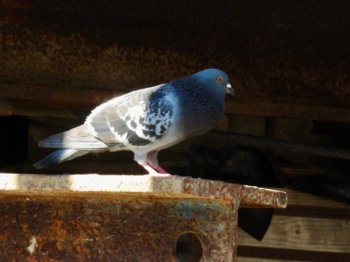 Rock Pigeon (Feral Pigeon) - ML462554861