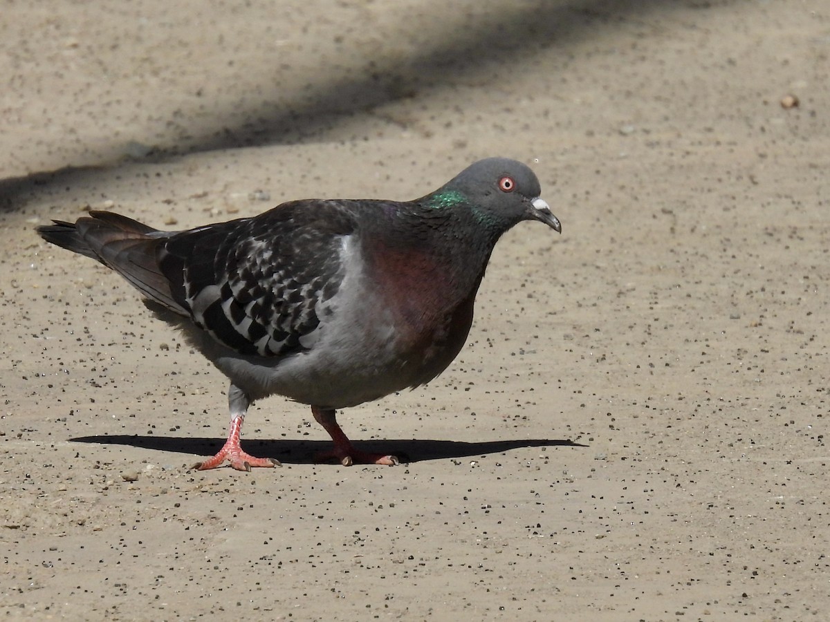 Rock Pigeon (Feral Pigeon) - ML462554871