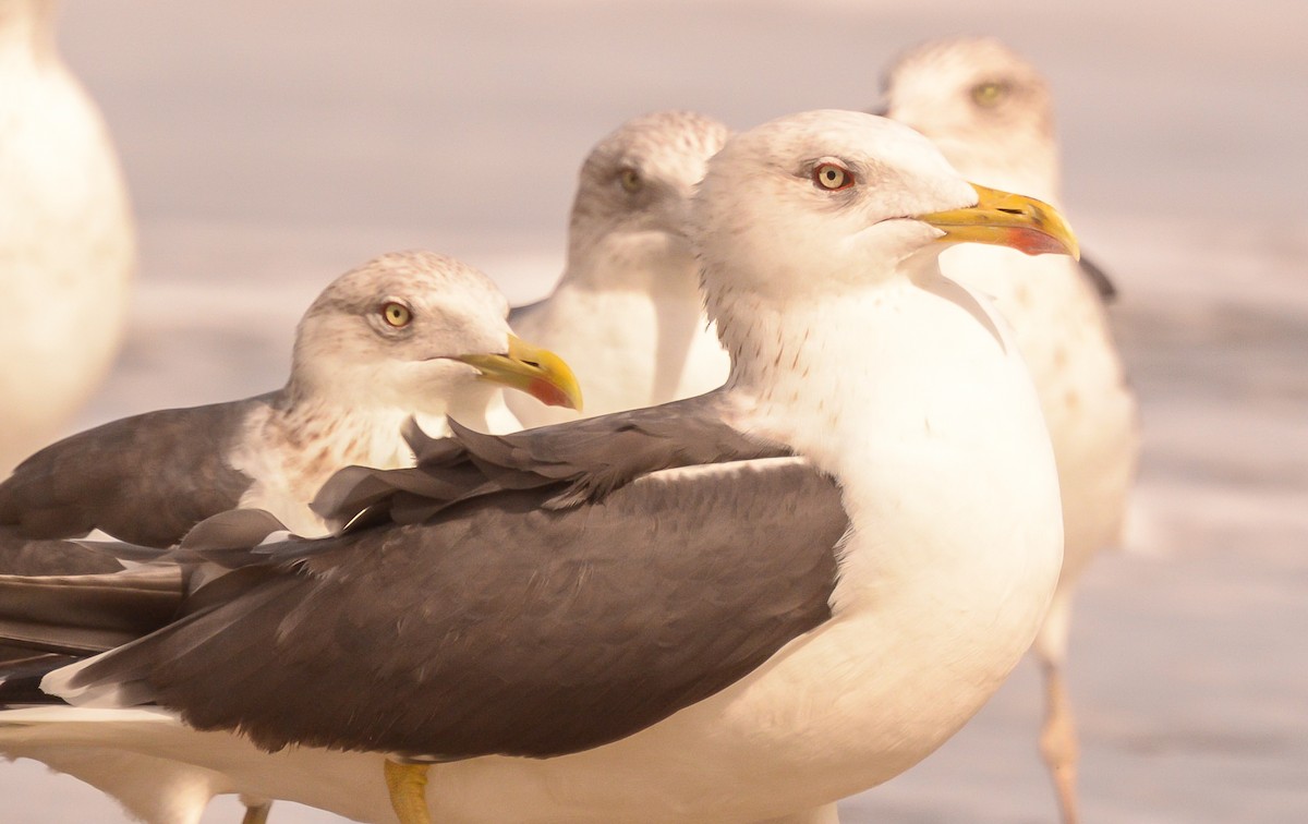 Lesser Black-backed Gull - ML46255501