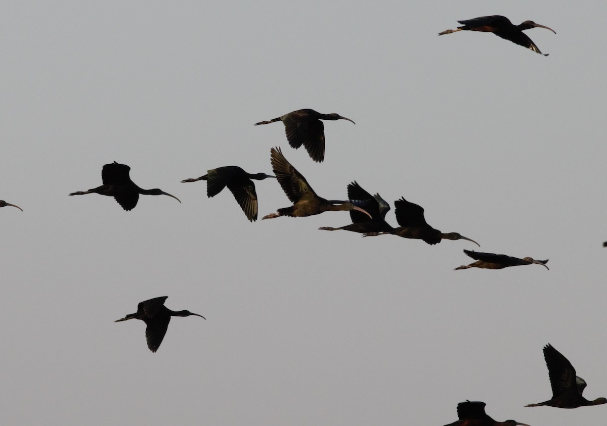 Glossy Ibis - ML46255511