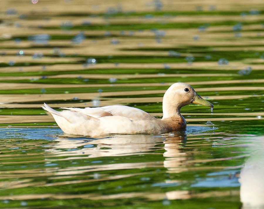 Зеленоглава патица (Тип домашна) - eBird