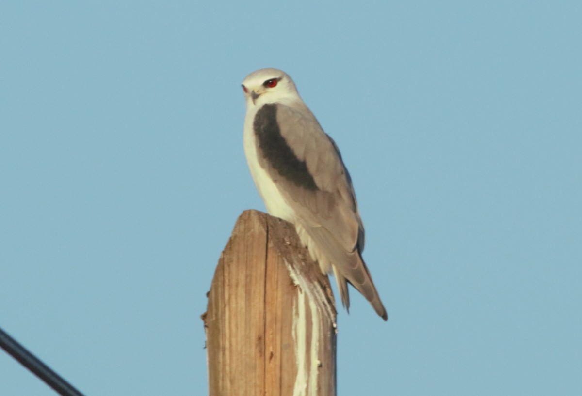 Black-winged Kite - ML46255521