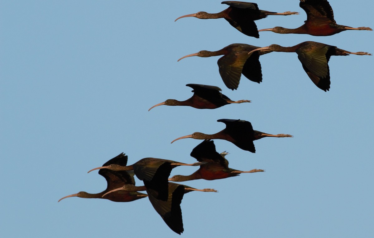 Glossy Ibis - ML46255541