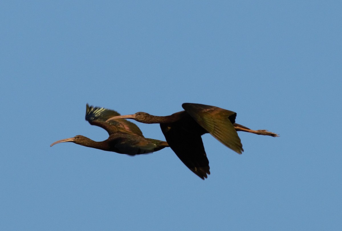 Glossy Ibis - Alexandre Hespanhol Leitão