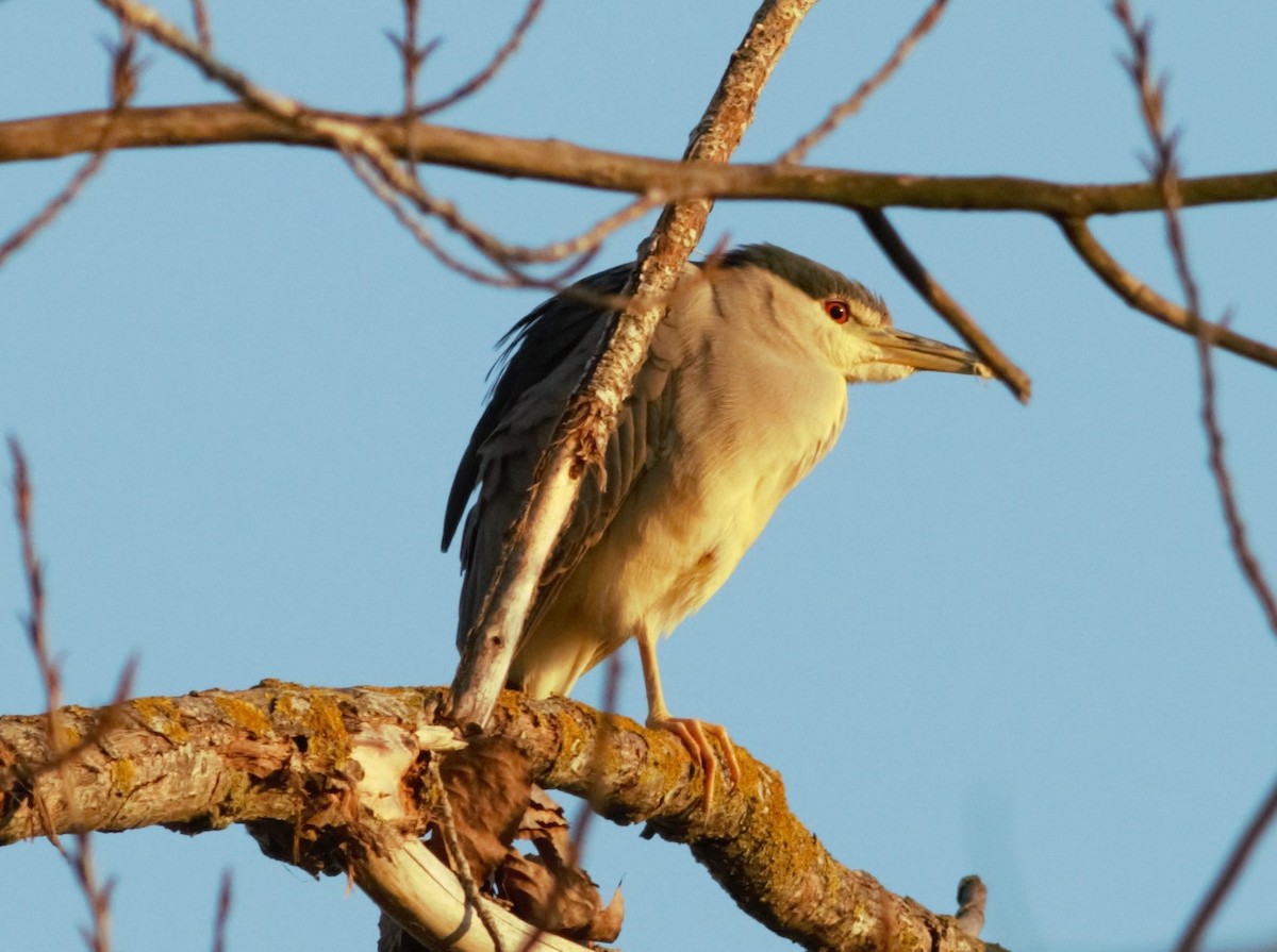 Black-crowned Night Heron - ML46255581