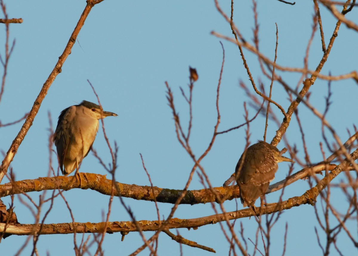 Black-crowned Night Heron - ML46255601