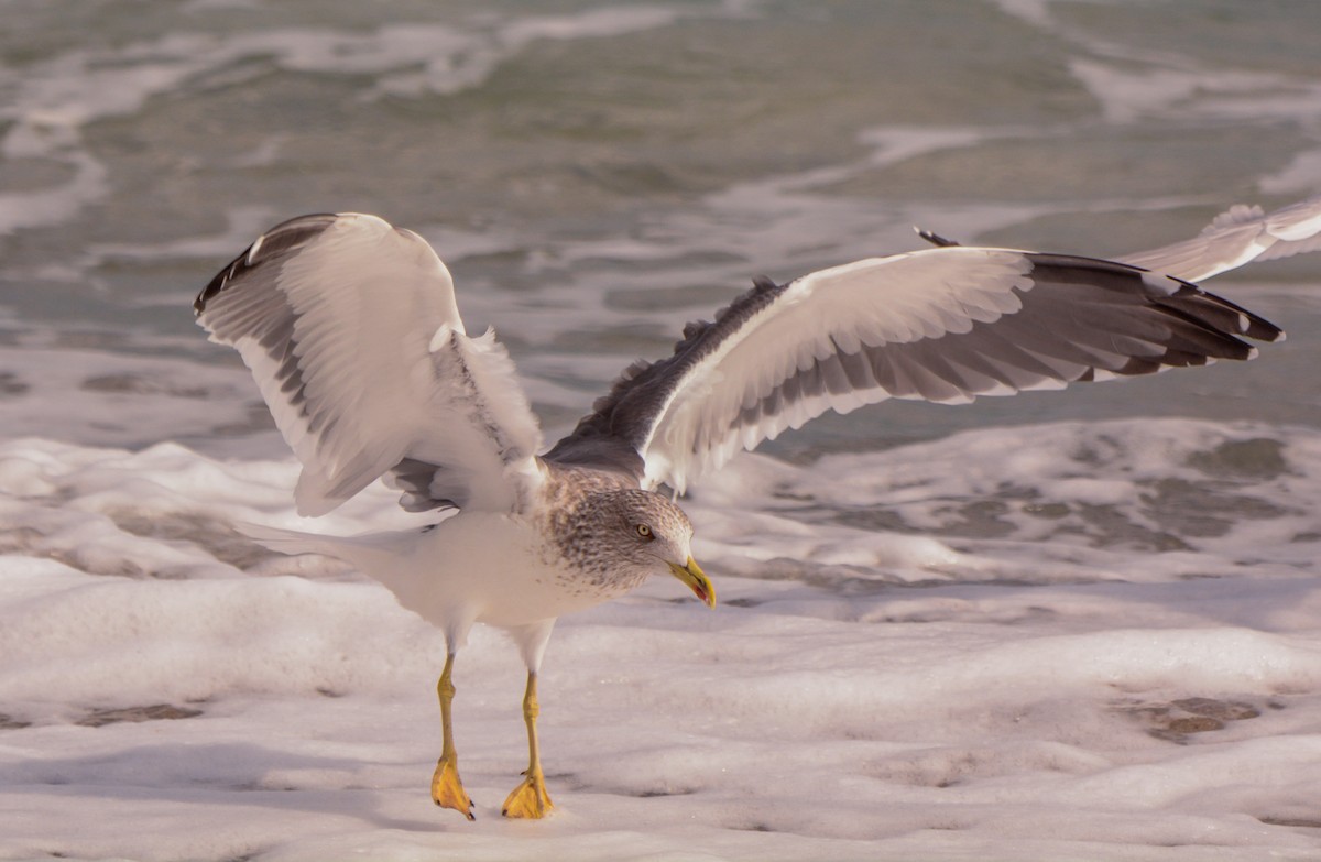 Lesser Black-backed Gull - John Sutton