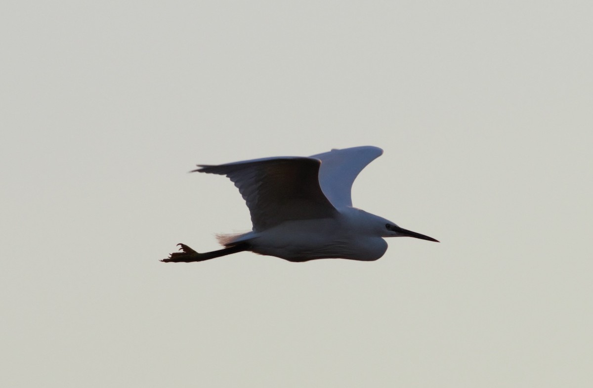 Little Egret - ML46255761