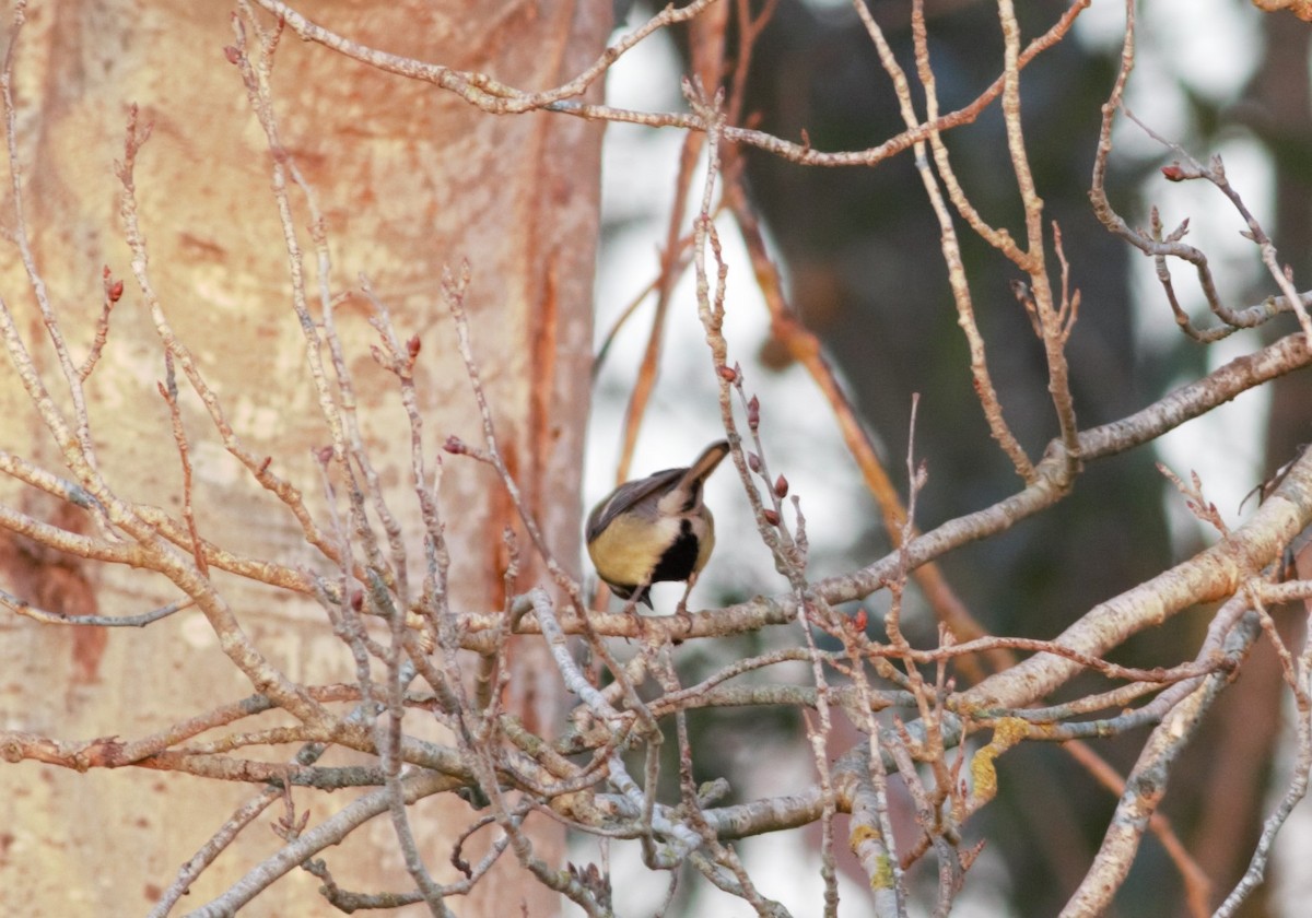 Great Tit - ML46255871