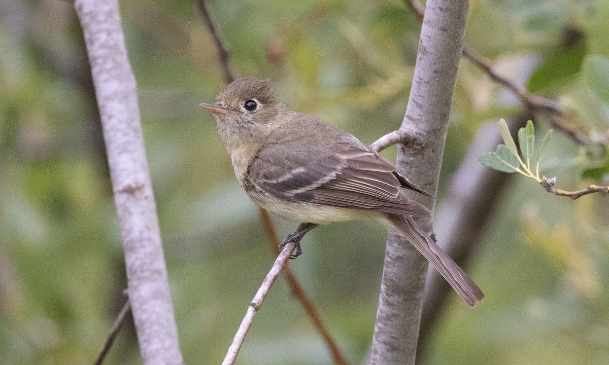 Western Flycatcher (Pacific-slope) - ML462559001