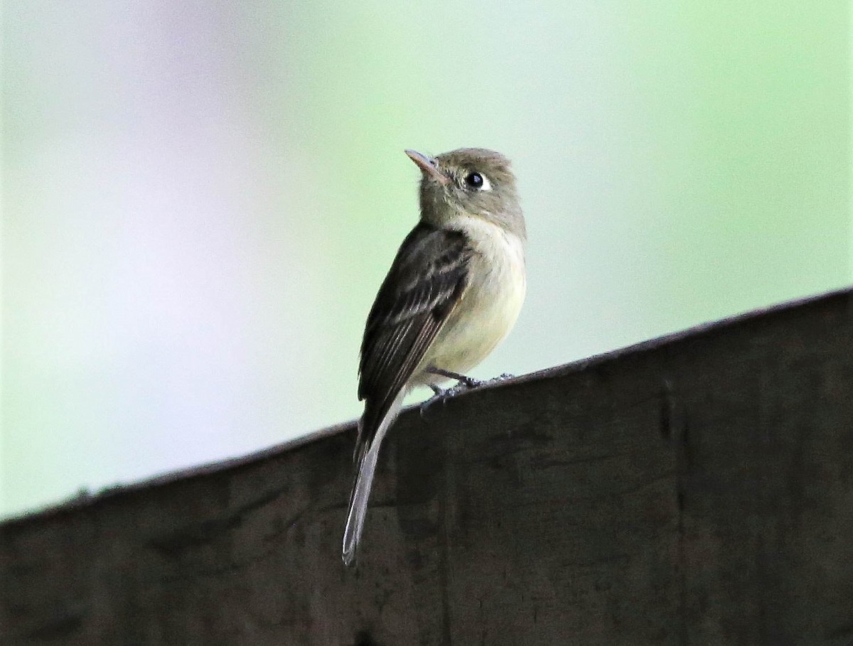 Western Flycatcher (Cordilleran) - ML462559631