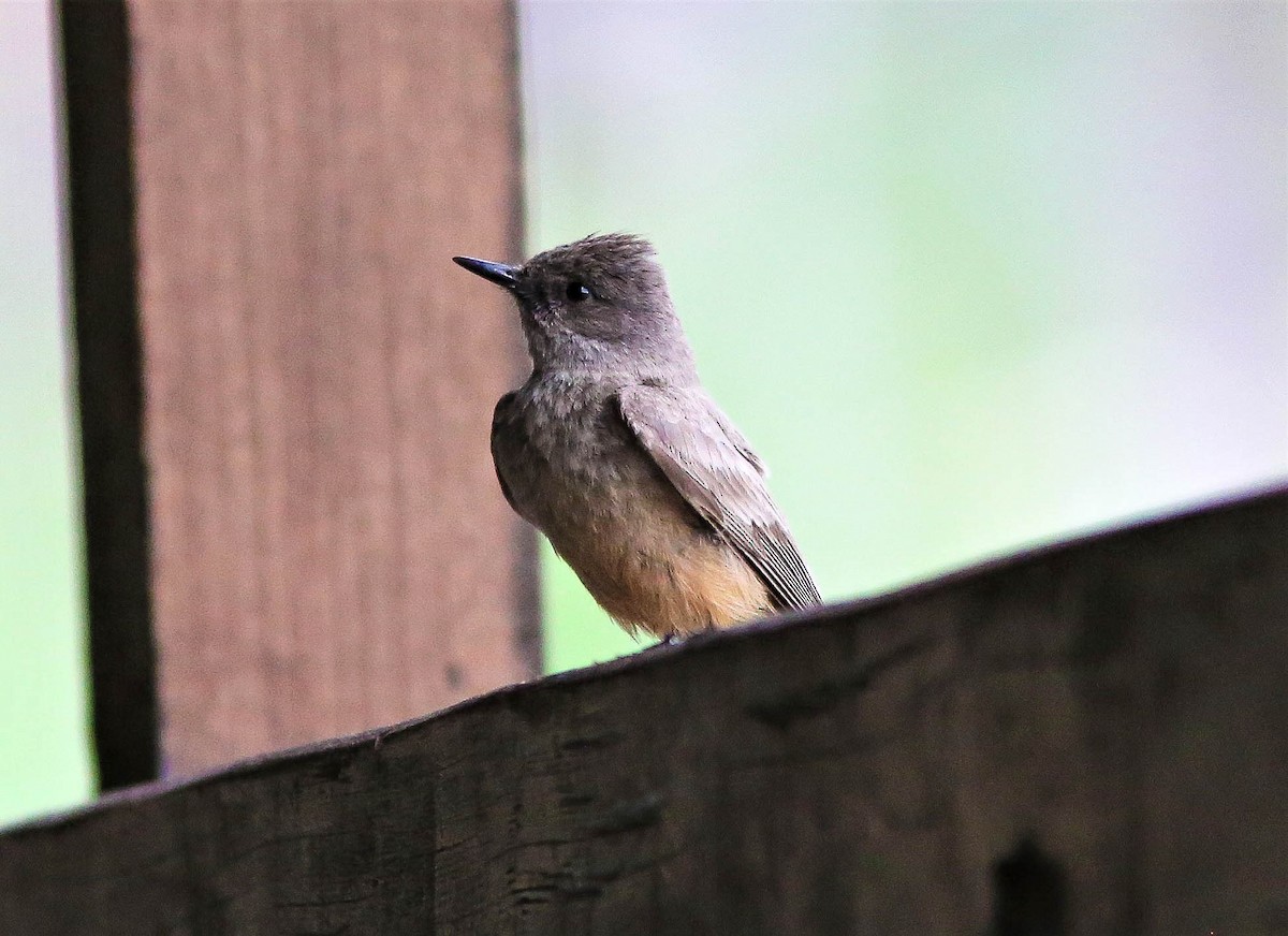 Say's Phoebe - ML462559741