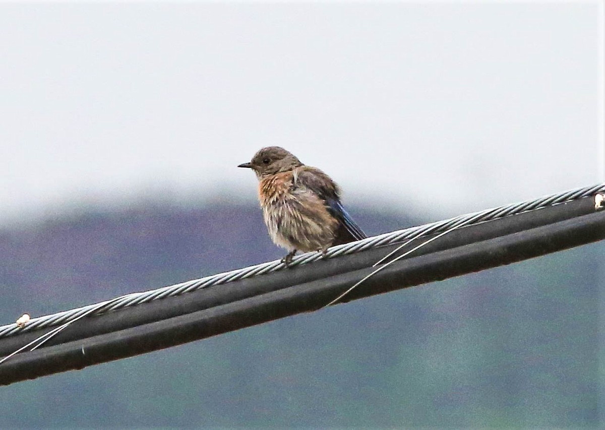 Western Bluebird - ML462559771