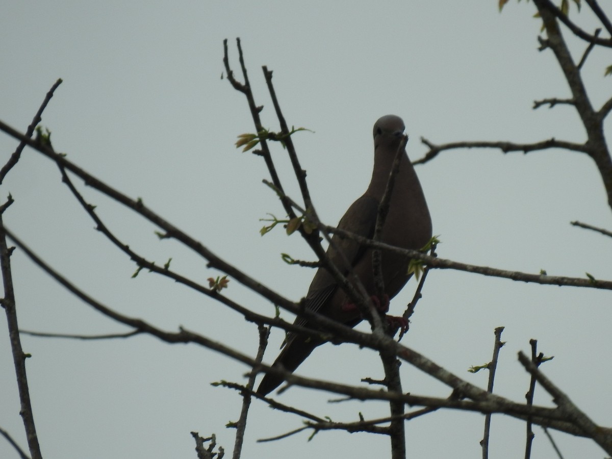 Eared Dove - ML462560171