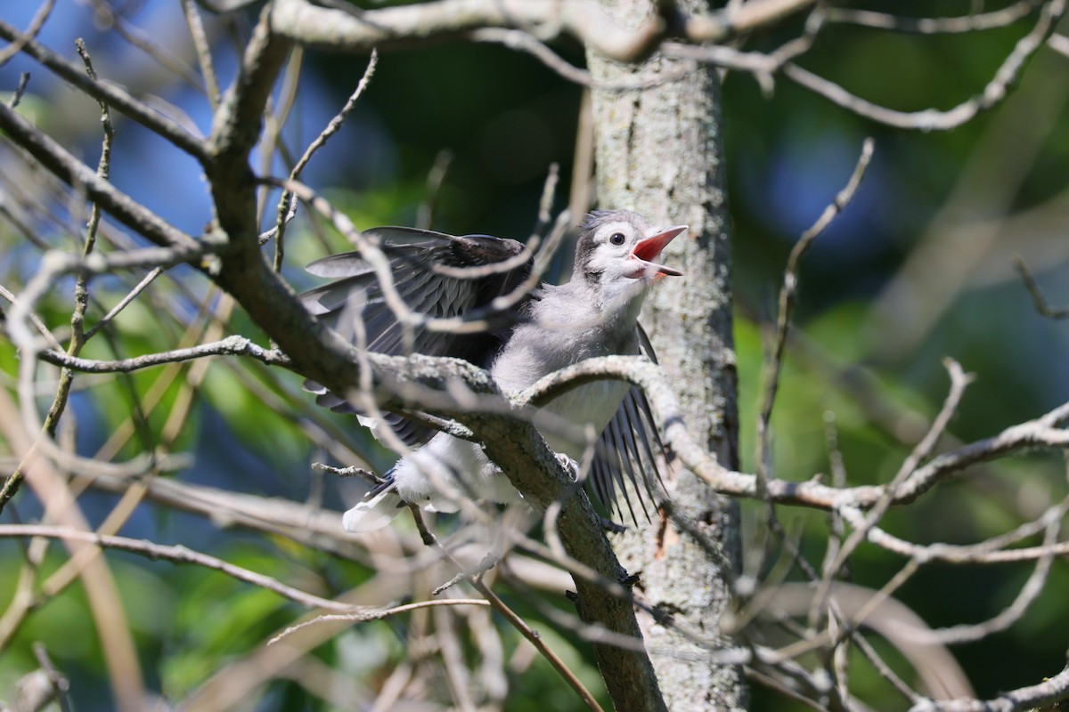 Blue Jay - ML462562831