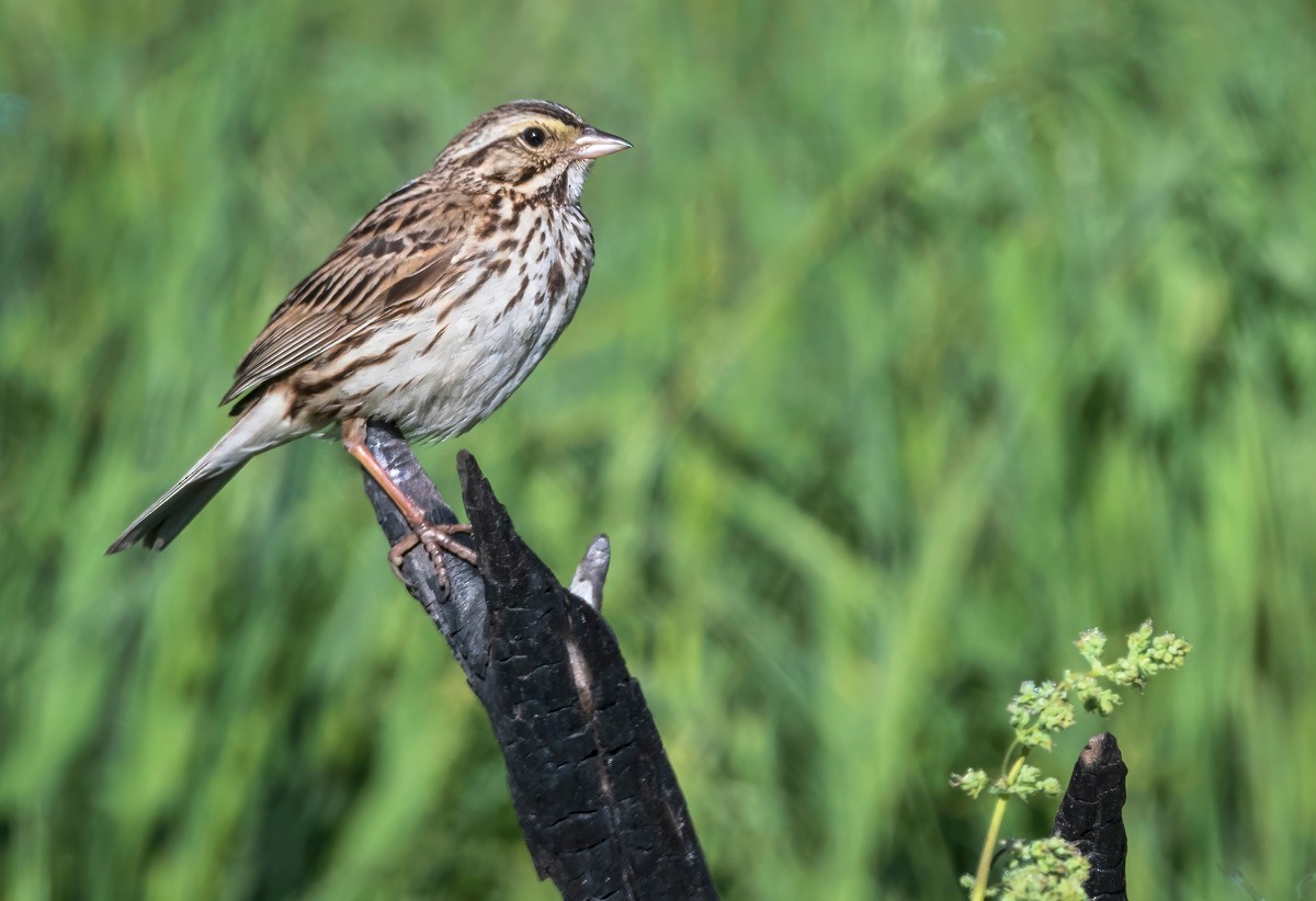 Savannah Sparrow - ML462564221