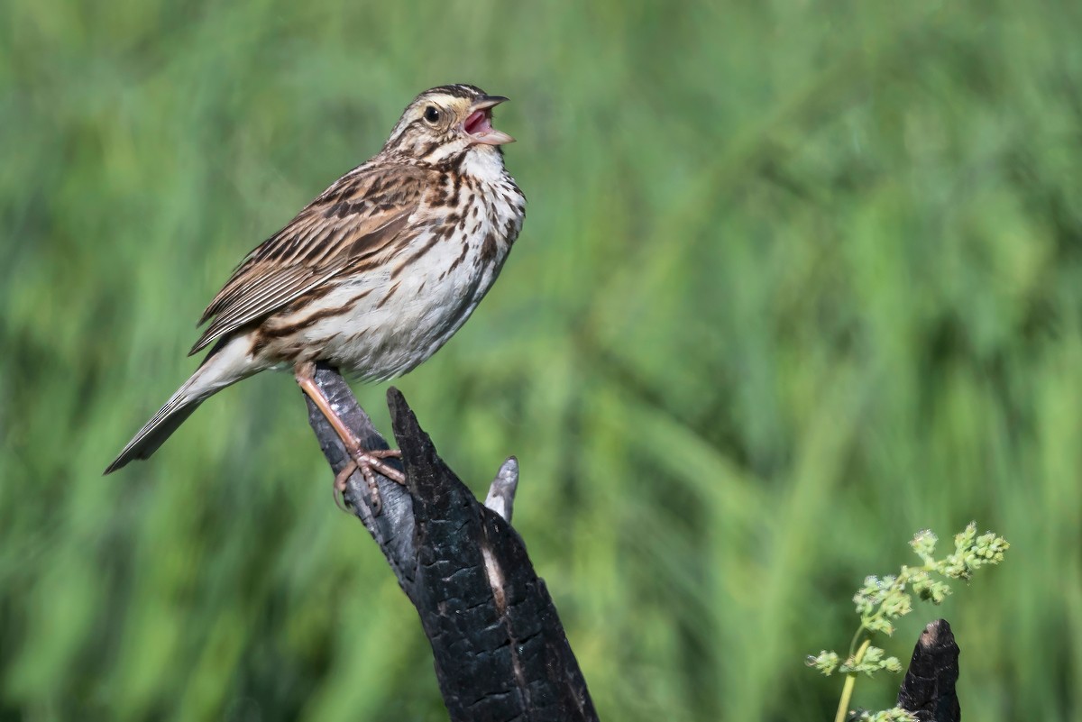 Savannah Sparrow - ML462564251