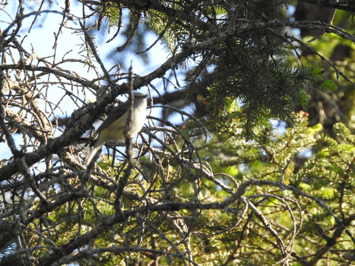 Cassin's Vireo - ML462566051