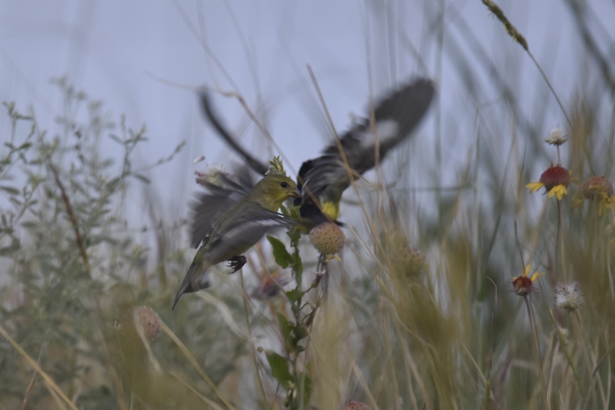 Lesser Goldfinch - ML462566161