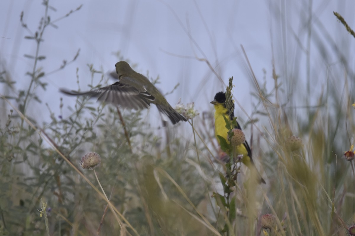 Lesser Goldfinch - ML462566181