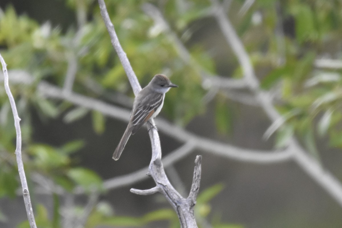 Ash-throated Flycatcher - ML462566441