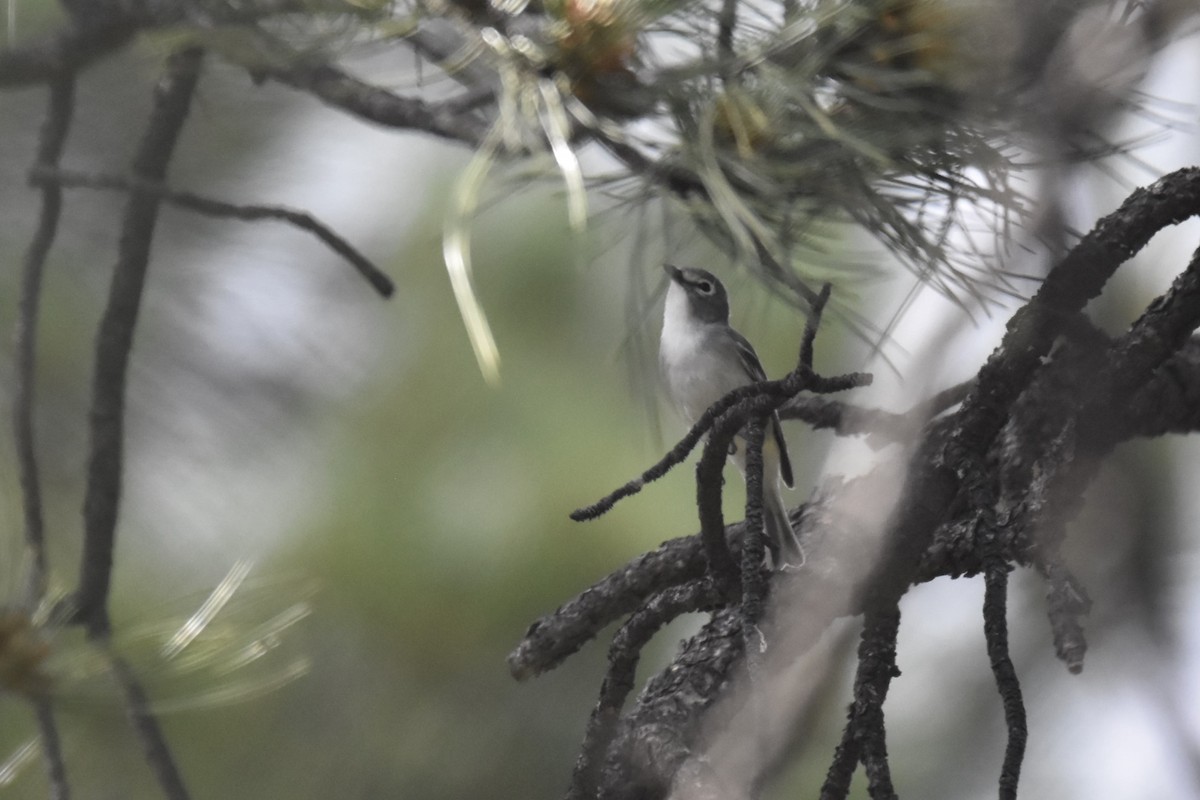 Plumbeous Vireo - ML462566851