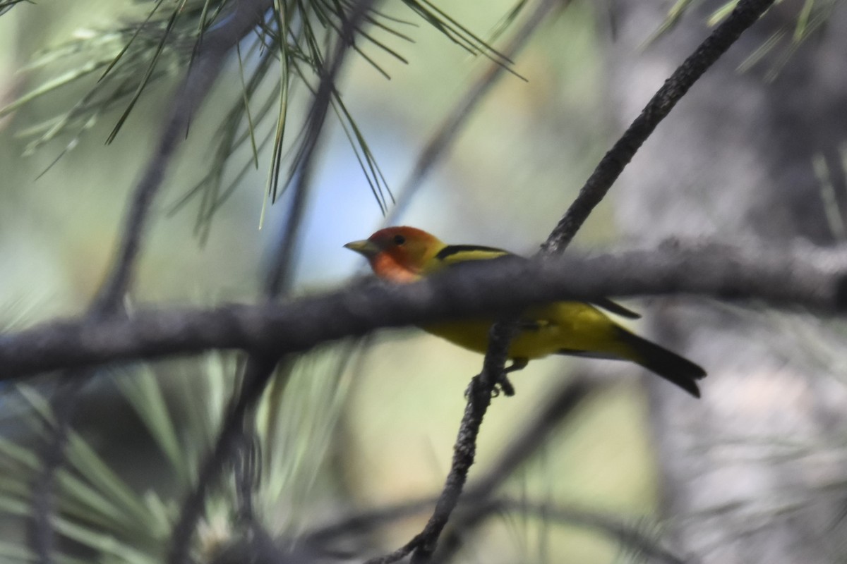Western Tanager - ML462566921