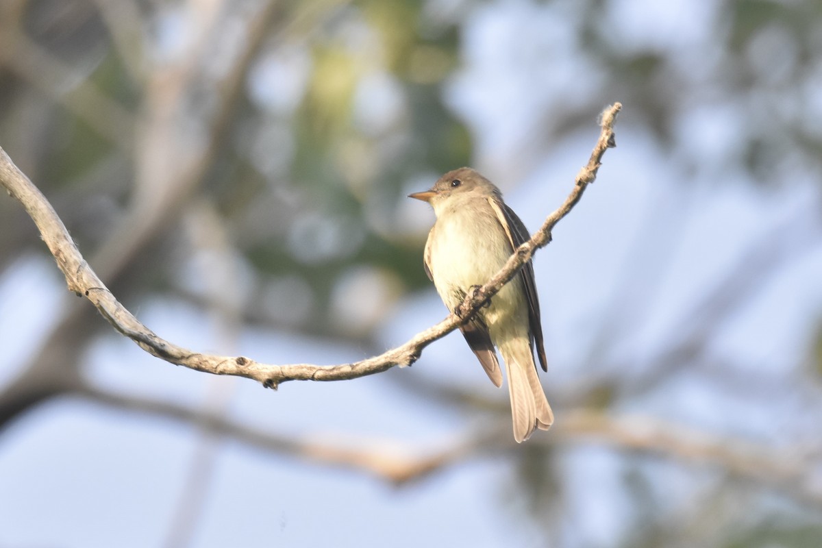 Eastern Wood-Pewee - ML462567701