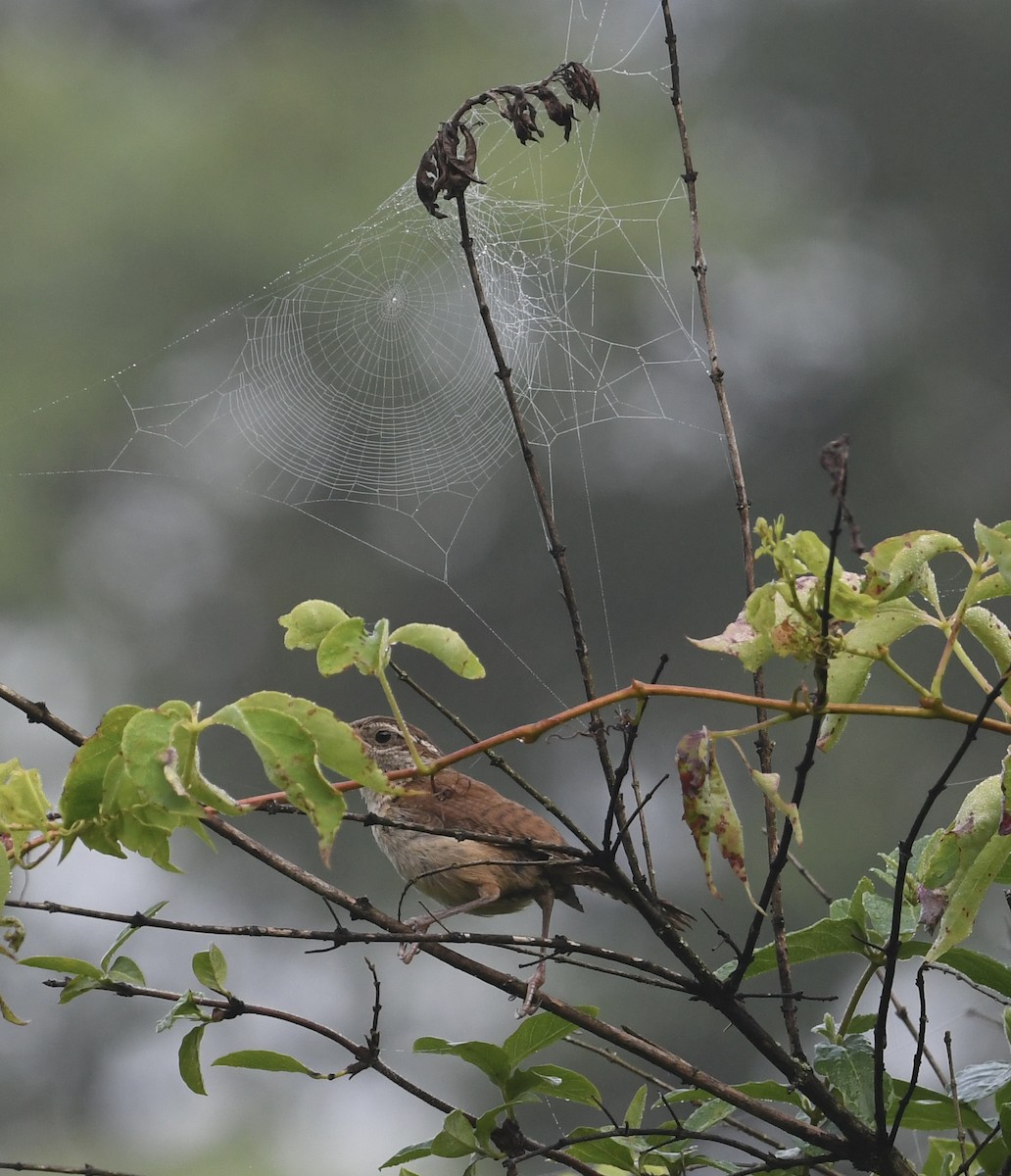 Carolina Wren - ML462569241