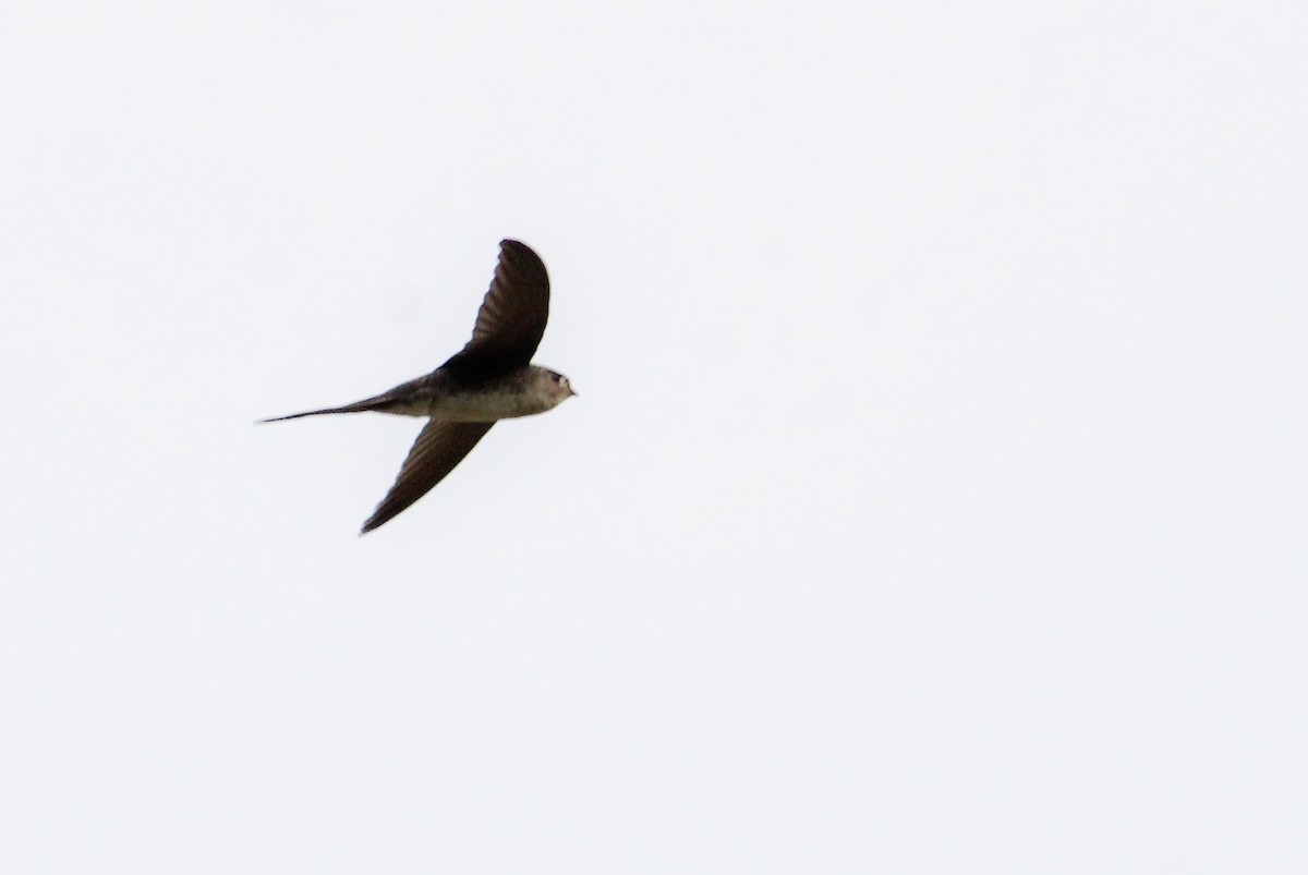Fork-tailed Palm Swift - ML462570231