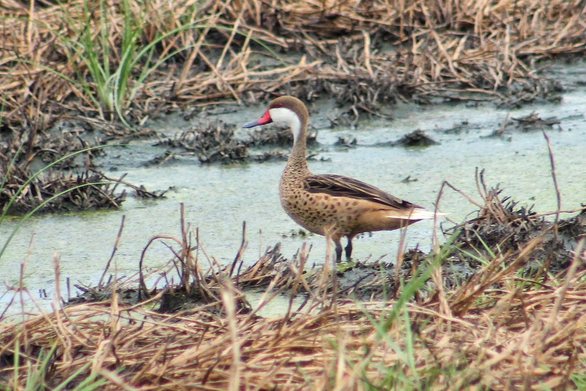 White-cheeked Pintail - Julio César Loyo