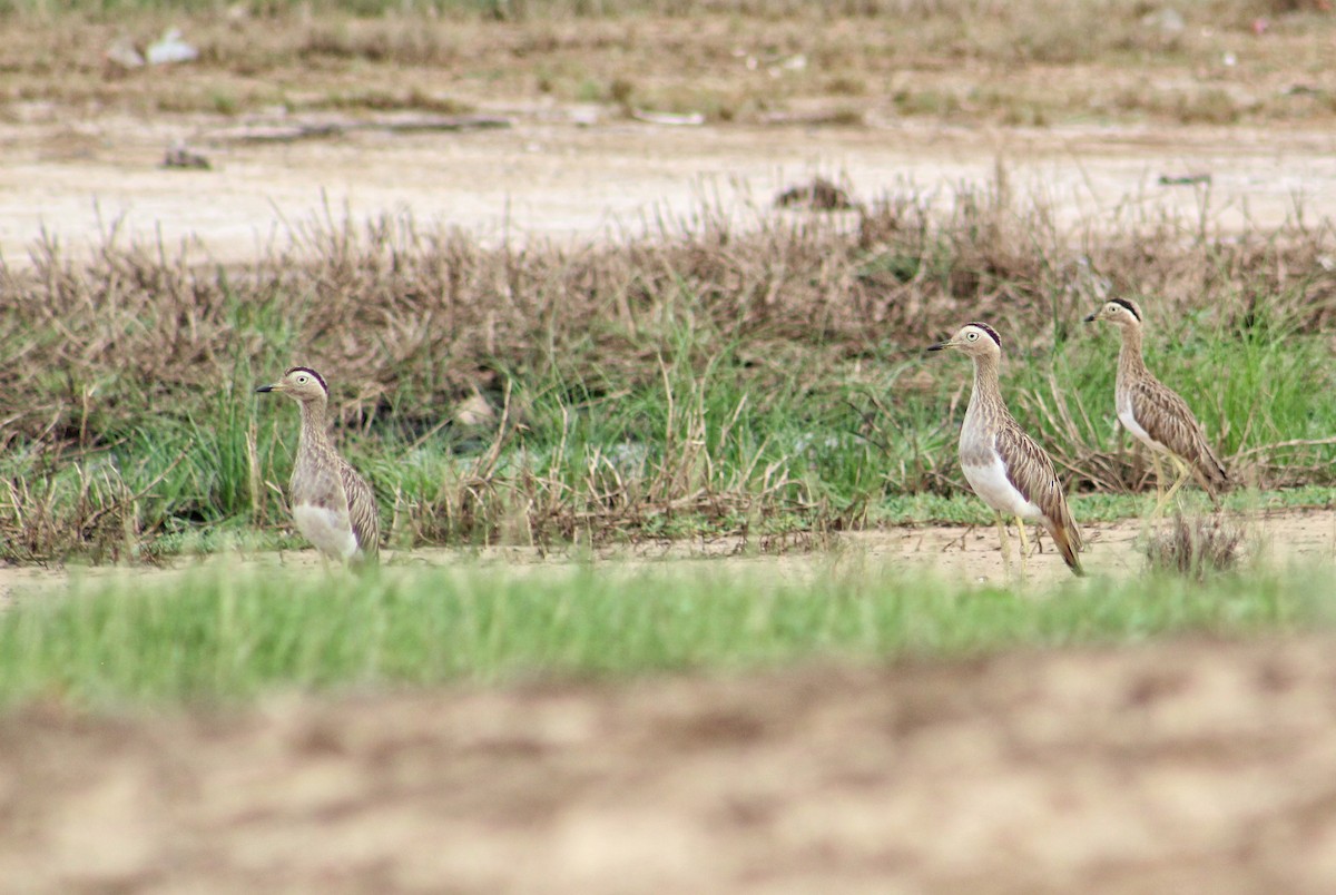 Double-striped Thick-knee - Julio César Loyo