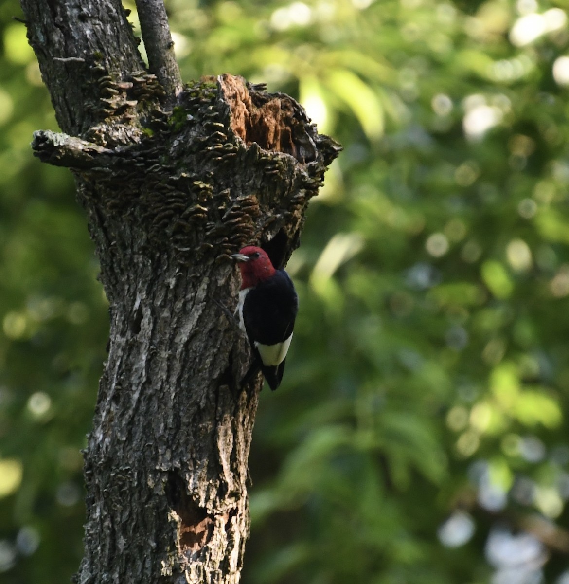 Red-headed Woodpecker - Jonathan Heller